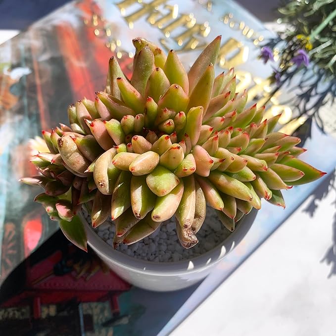 Echeveria Ek Soul Variegated Crested Rare Live Succulent Plants, 3.5" Bare Root Without Pot & Soil, Garden Indoor Office Desk Baby Shower Decoration, Friend Plant Lovers Gifts