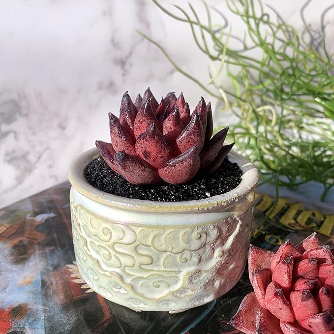 Echeveria Agavoides Romeo Rare Live Succulent Plants, 1 Head 2.5" Bare Root Without Pot & Soil, Garden Indoor Office Desk Baby Shower Decoration, Friend Plant Lovers Gifts