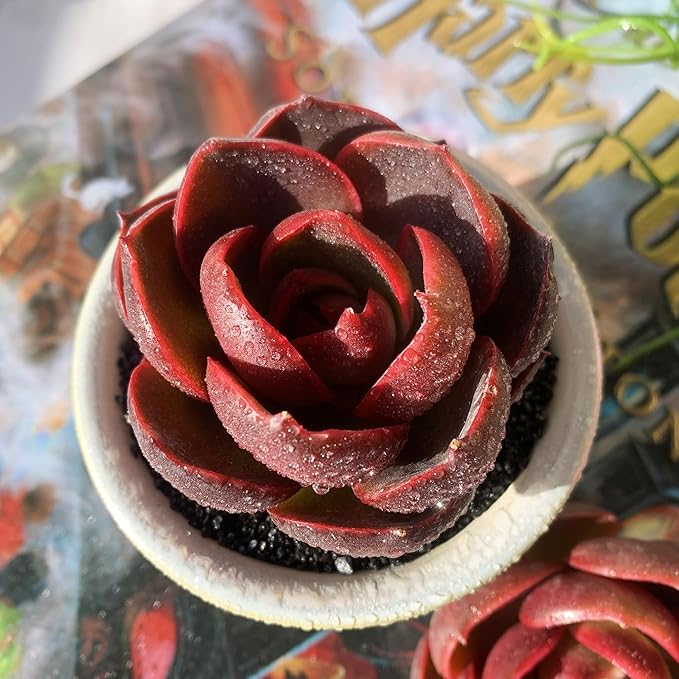 Echeveria Red Lantern Rare Live Succulent Plants, 1 Head 3.6" Red, Bare Root Without Pot & Soil, Garden Indoor Office Desk Baby Shower Decoration, Friend Plant Lovers Gifts