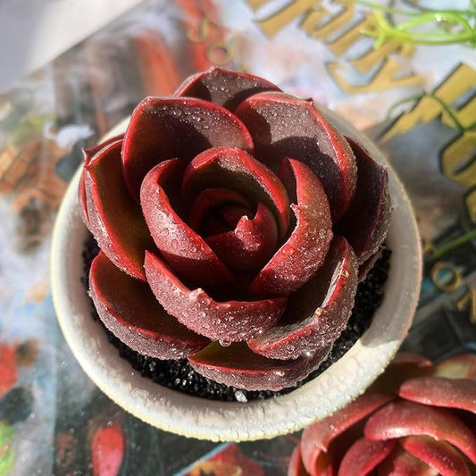 Echeveria Red Lantern Rare Live Succulent Plants, 1 Head 3.6" Red, Bare Root Without Pot & Soil, Garden Indoor Office Desk Baby Shower Decoration, Friend Plant Lovers Gifts