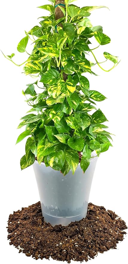 Premium Pothos Potting Soil Mix - Air Cleaning Plant Mix, for Pothos, Parlor Palm, Peace Lily (5 Quart Bag) Pothos Potting Mix