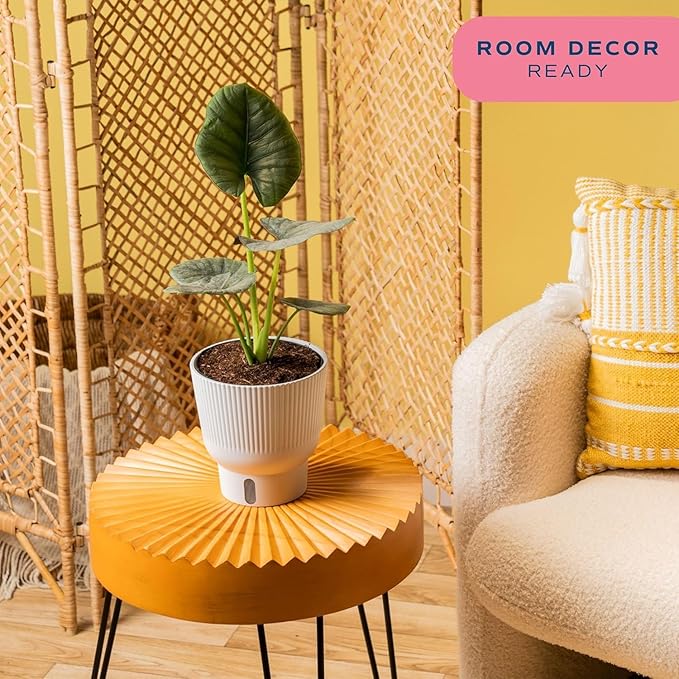 Costa Farms Alocasia Regina Live Plant in Self Watering Pot, Indoor Houseplant, Perfect for Home, Room, or Office Decor, Great House Warming or Birthday Gift, 12-18 Inches Tall