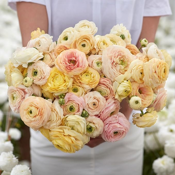 Eden Brothers Ranunculus Bulbs - Wedding Pastel