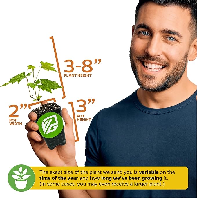 Southern Home Muscadine Grape - Vitis rotundifolia by Wellspring Gardens - Stunning Ornamental Vine, Grapevine for Southern Gardens, Unique Oak-Shaped Leaves, Juicy Black Grapes - Starter Plant