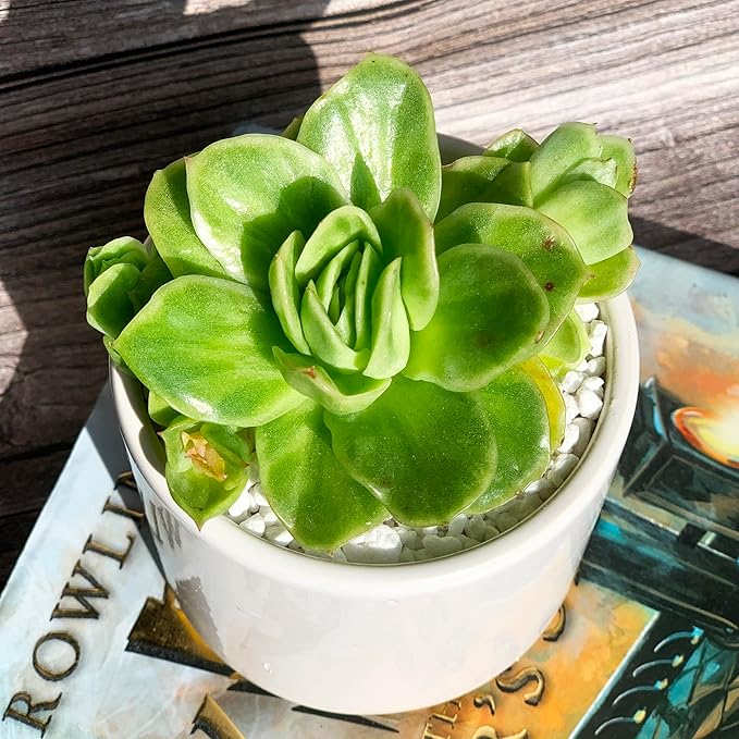 Echeveria Ice Rose Variegated Rare Live Succulent Plants, 1 Head 2.5" Green, Bare Root Without Pot & Soil, Garden Indoor Office Desk Baby Shower Decoration, Friend Plant Lovers Gifts