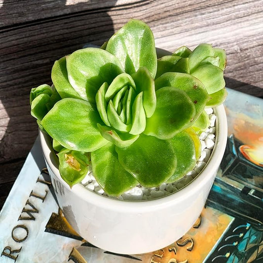 Echeveria Ice Rose Variegated Rare Live Succulent Plants, 1 Head 2.5" Green, Bare Root Without Pot & Soil, Garden Indoor Office Desk Baby Shower Decoration, Friend Plant Lovers Gifts