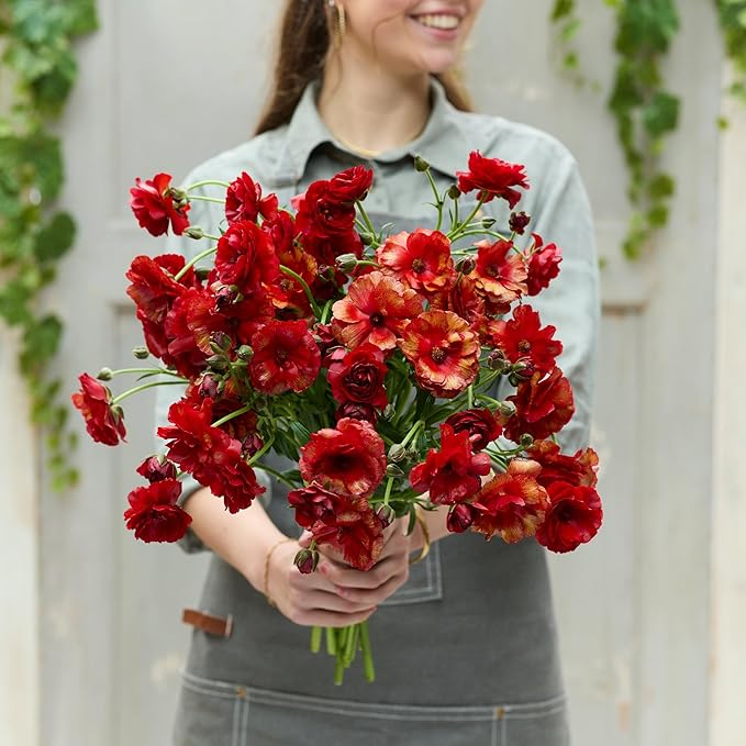 Eden Brothers Butterfly Ranunculus Bulbs - Hades®