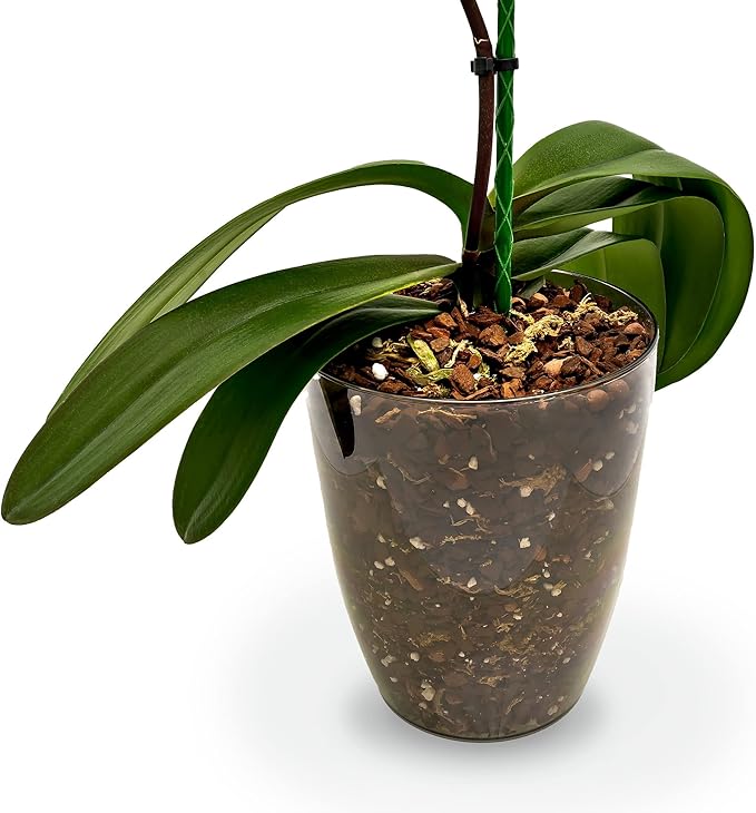 Aglaonema Plant Potting Soil - All-Natural Blend for Thriving Aglaonema Plants - Boosts Root Health and Distinctive Foliage - 10 Quart