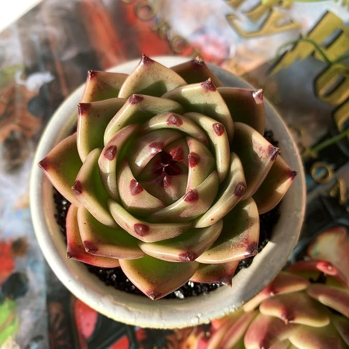 Echeveria Agavoides Blue Dragon Rare Live Succulent Plants, 1 Head 2.5" Bare Root Without Pot & Soil, Garden Indoor Office Desk Baby Shower Decoration, Friend Plant Lovers Gifts