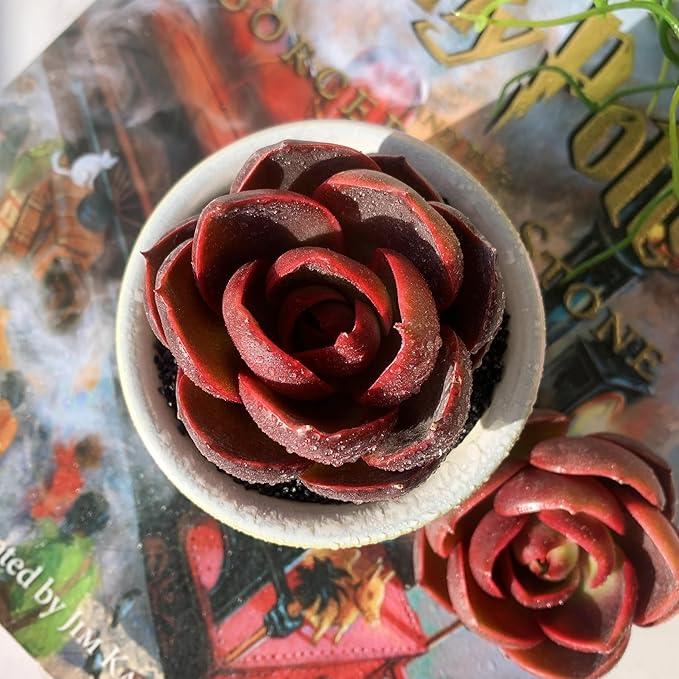 Echeveria Red Lantern Rare Live Succulent Plants, 1 Head 3.6" Red, Bare Root Without Pot & Soil, Garden Indoor Office Desk Baby Shower Decoration, Friend Plant Lovers Gifts