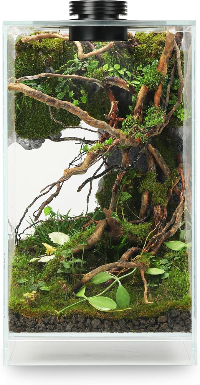 Desktop Glass Plant Terrarium with Grow Light(L7.8 W7.8 H14), for Succulent, Moss, Miniature Gardening Landscape, Betta Fish Tank, Indoor Plant Growth, Office Home Decoration (TimeControlled)