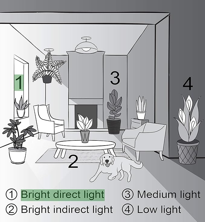 Thorsen's Greenhouse Live Petra Croton Plant, Codiaeum Variegatum, Colorful Foliage, Live Indoor Houselant (Nursery Pot, 4-inch Pot)