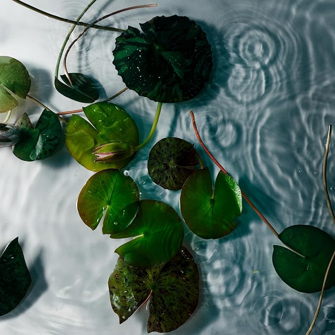 NEST New York Scented Classic Candle, Forest Rain - 8.1 oz - Up to 60-Hour Burn Time - Reusable Glass Vessel