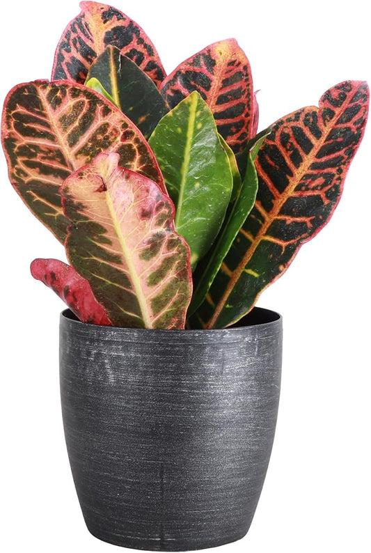 Thorsen's Greenhouse Live Petra Croton Plant, Codiaeum Variegatum, Colorful Foliage, Live Indoor Houselant (Brushed Silver, 4-inch Pot)