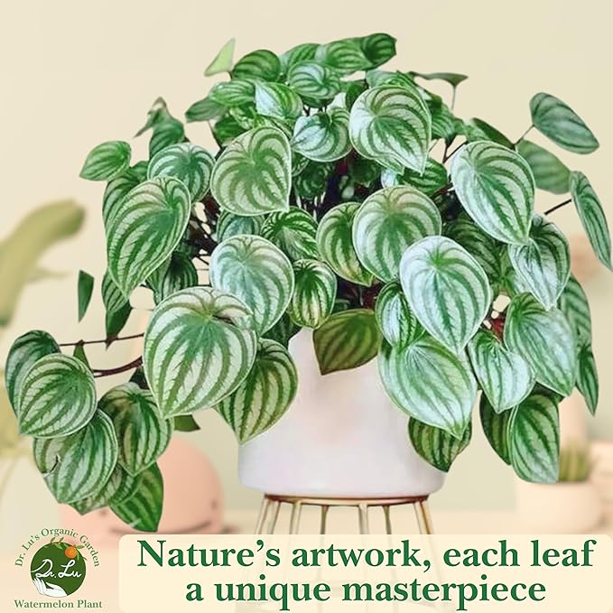 Dr. Lu’s Organic Watermelon Peperomia | Rare Peperomia Live Plant | Rooted Cute Watermelon Plant for Air Purifying | Easy Grow Peperomia Argyreia in 4'' Nursery Pot