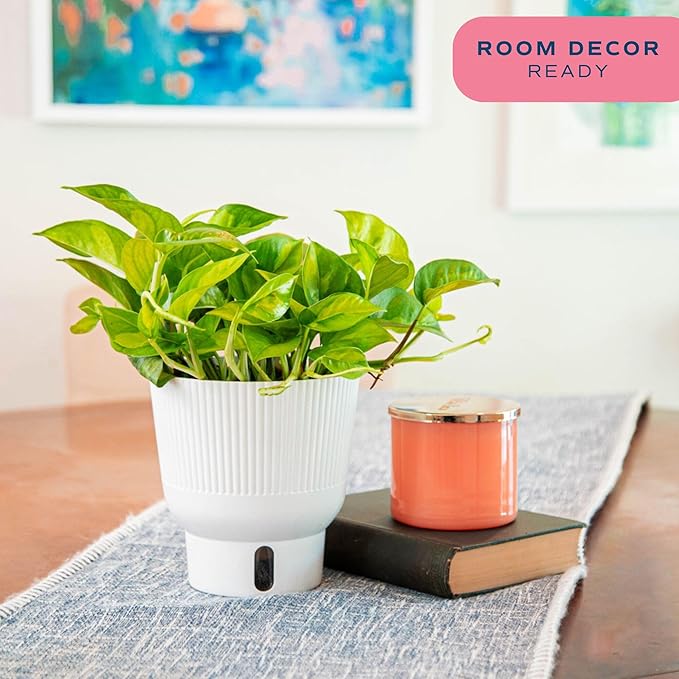 Costa Farms Global Green Pothos Live Plant in Self Watering Pot, Air Purifying Indoor Houseplant, Perfect for Home, Room, or Office Decor, Great House Warming or Birthday Gift, 10-12 Inches Tall