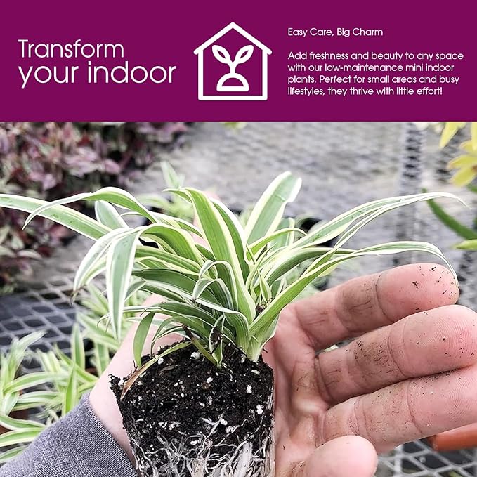 3 Pack Airplane Spider Plant – Live Indoor Houseplant | Air-Purifying, Low Maintenance, Thrives in Home & Office | Live Plants Indoor, Variegated Houseplant