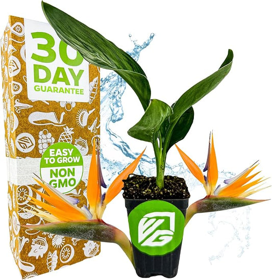 Orange Bird of Paradise Live Plant - Strelitzia Reginae by Wellspring Gardens - Tropical Flowering Perennial, Exotic Indoor/Outdoor Houseplant, Easy Care, Low Maintenance Starter Plant