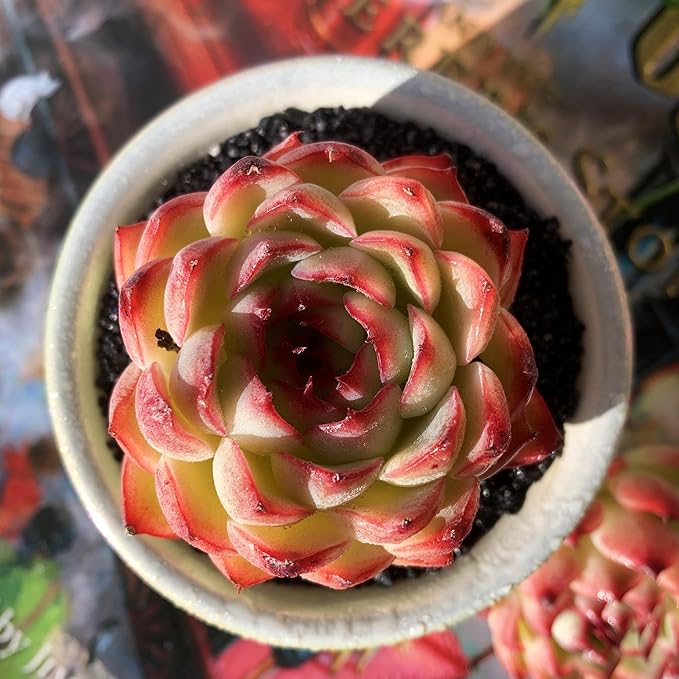 Echeveria Soul Fairy Rare Live Succulent Plants, 1 Head 2.5" Bare Root Without Pot & Soil, Garden Indoor Office Desk Baby Shower Decoration, Friend Plant Lovers Gifts