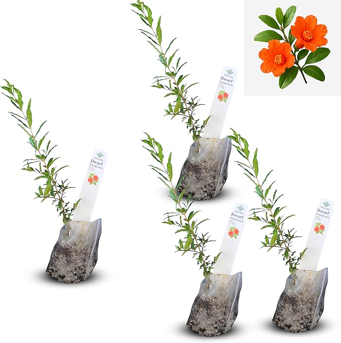 Live Dwarf Pomegranate Plant (Punica Granatum) - Compact, Ornamental Fruit Bearing Shrub, Indoor/Outdoor (4 pom-Dwarf sacs)