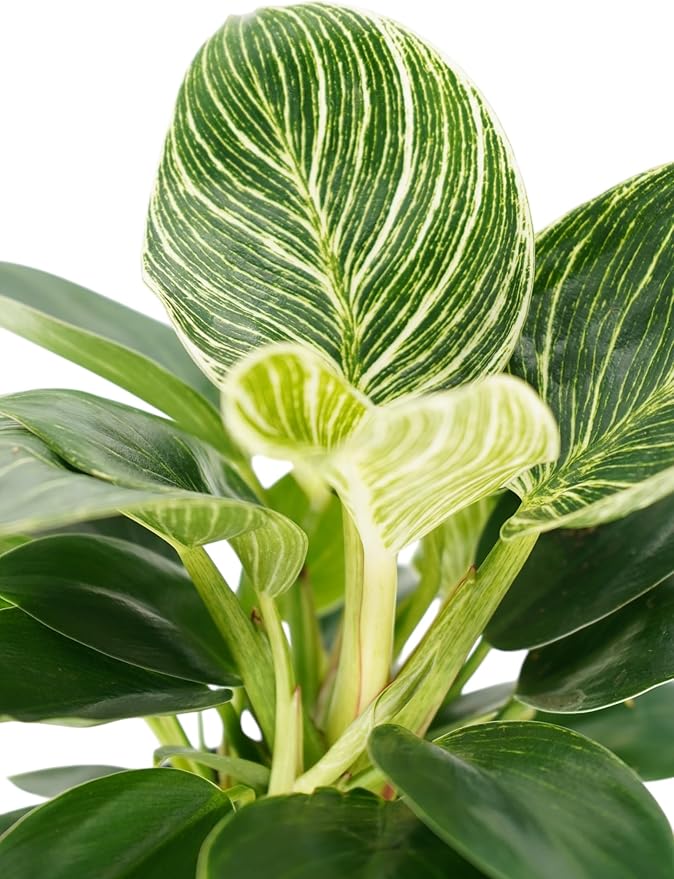 Philodendron Birken Live Plant | Indoor House Plant for Home Decor, Room Decor, Office Decor | Air Purifying Philodendron Houseplant | Elegant Plants Live Houseplants