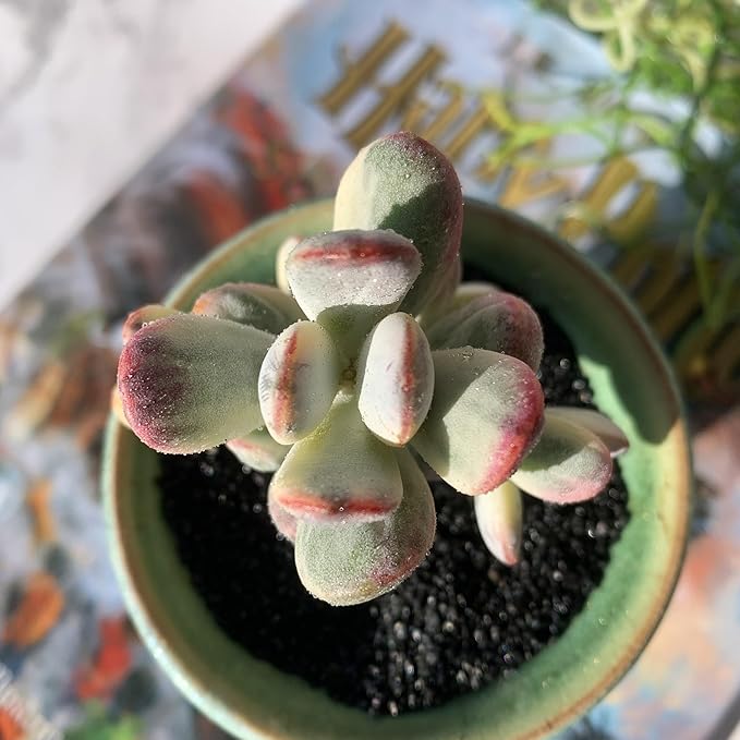 Cotyledon Orbiculata cv. Variegated Rare Live Succulent Plants, 2.5" Bare Root Without Pot & Soil, Garden Indoor Office Desk Baby Shower Decoration, Friend Plant Lovers Gifts