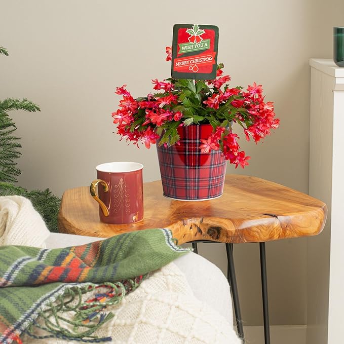 Costa Farms Christmas Cactus, 2-Pack, Fully Rooted Zygo, Live Indoor Holiday, Thanksgiving, and Christmas Room Decor, 10-Inches Tall