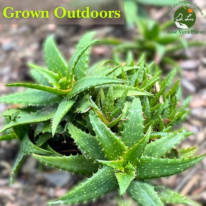 Dr. Lu’s Organic Aloe Vera Plant | Real Beautiful Aloe Plant | Live Succulents Plants | Rooted Natural Air Purifier in Soil | Easy Care House Plants in 5'' H x 4'' W Nursery Pot