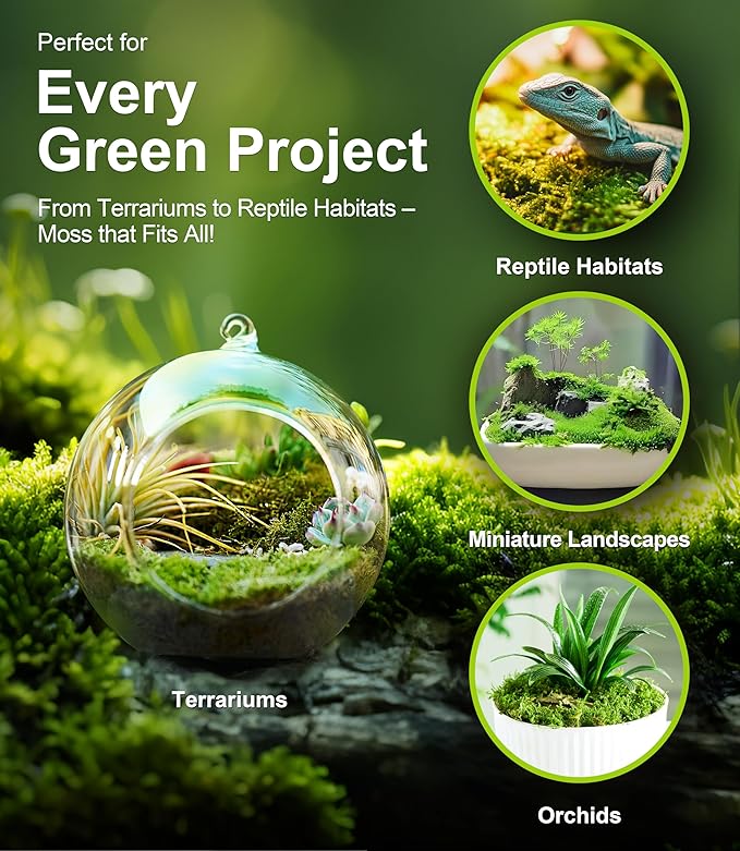 Live Moss – Racomitrium Moss (3 Sheets, Each Approx. 3.5"x7") for Terrariums, Moss Balls, Vertical Decor & Natural Plant Layouts – Naturally Grown, Reusable, Not Artificial