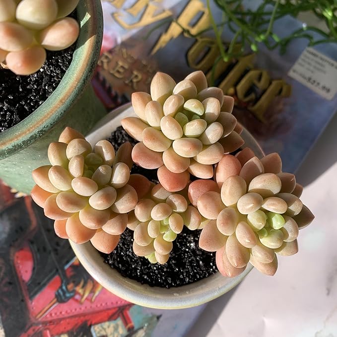 Sedum Caviar Rare Live Succulent Plants, Cluster 3.5" Bare Root Without Pot & Soil, Garden Indoor Office Desk Baby Shower Decoration, Friend Plant Lovers Gifts