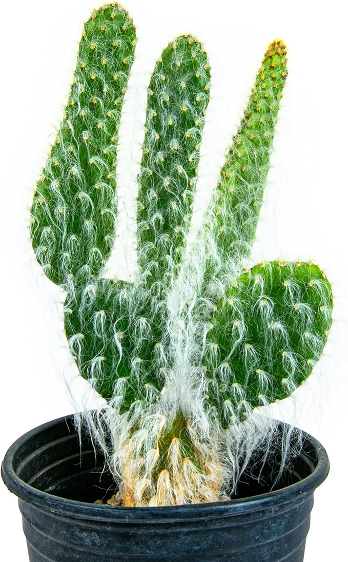 Cactus Outlet - Snow White Prickly Pear Cactus Plants Live - Live Cactus Plants - Snow White Cactus - Prickly Pear Plant Live - Landscape Ready Cactus Plants Live Delivered Right to Your Door