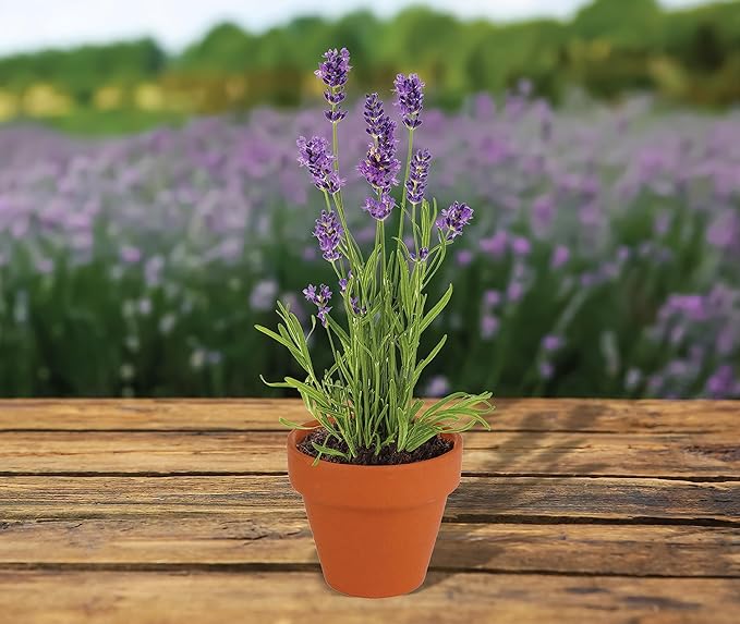 BUZZY Seeds Terracotta Mini Grow Pots | Herb, Plant, Flower Starter Kit for Kids & Adults | Assorted 20-Pack, | Lavender Seeds Guaranteed to Grow | Indoor Grow Your Own Plant Gardening Gift