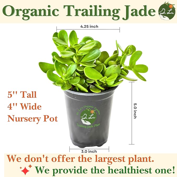 Dr. Lu’s Organic Trailing Jade Plant | Rare Jade Plant | Succulents Plants Live | Air Purifying Plants Indoor | Easy Grow House Plants in 5'' H x 4'' W Nursery Pot