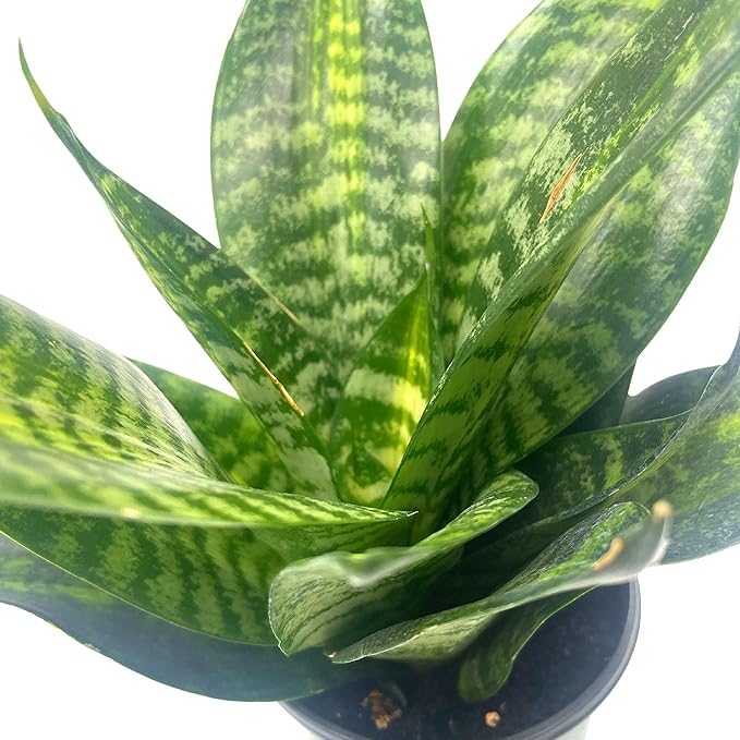 BubbleBlooms Bird's Nest Snake Plant, 4 inch Pot Green Striped Snakeplant, Sansevieria trifasciata