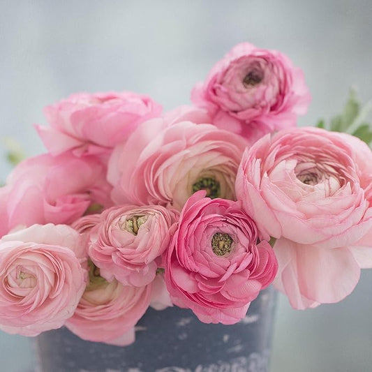 Eden Brothers Ranunculus Bulbs - Marshmallow