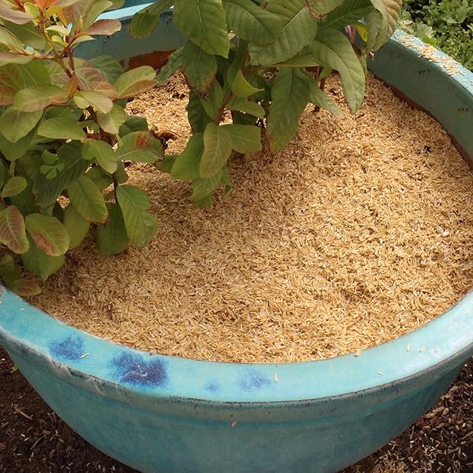 Rice Hulls for Potting Applications - Promote Root Development, Water Efficiency, and Disease Resistance - 5 QUARTS