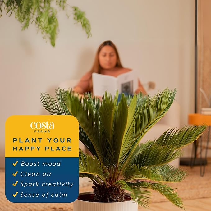 Costa Farms Sago Palm Live Plant | 2-3 Feet Tall | Easy to Grow Live Indoor Houseplant in 10-Inch Decorative Plant Pot | Unique Housewarming or Birthday Gift | Office, Room and Home Decor