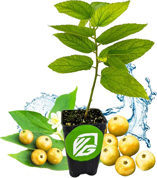 Yellow Jamaican Cherry Tree - Muntingia calabura by Wellspring Gardens - Vibrant, Hardy, Ornamental, Sustainable, Easy-Care, Sweet-Fruited, Edible-Cherry, Backyard-Beauty - Starter Plant