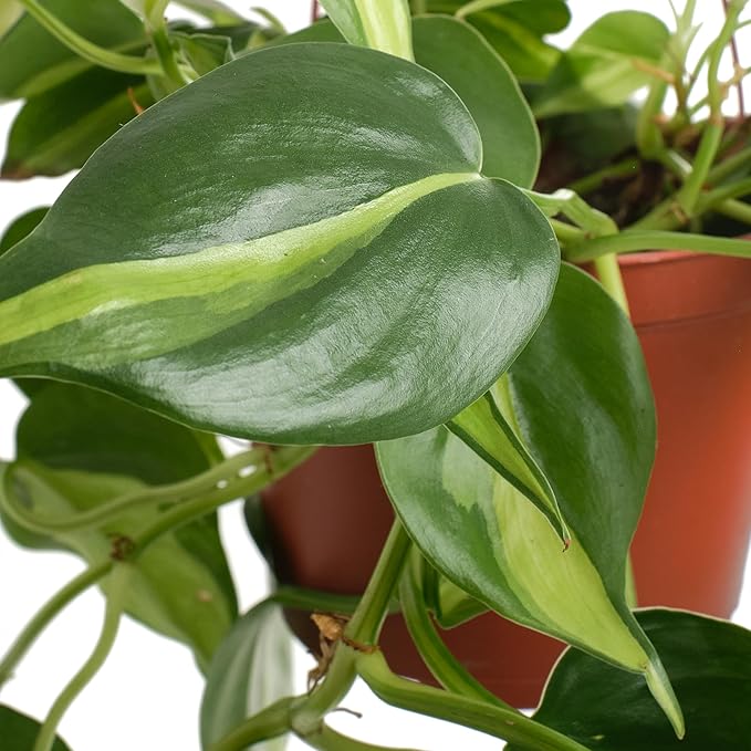 Shop Succulents Brasil Philodenron Heartleaf Hanging Plant, Live Indoor Plant, Easy Care Hanging Ivy Houseplant in Nursery Pot, Air Purifying Plant in Soil, Housewarming, Home Décor, Trails 2-4 Feet