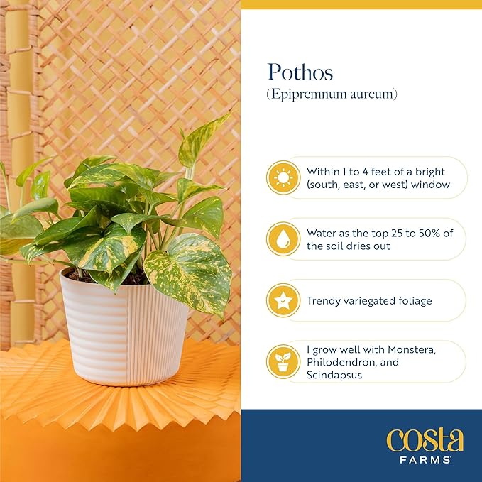 Costa Farms Albo Variegated Pothos Live Plant in Self Watering Pot, Air Purifying Indoor Houseplant, Perfect for Home, Room, or Office Decor, Great House Warming or Birthday Gift, 12-18 Inches Tall