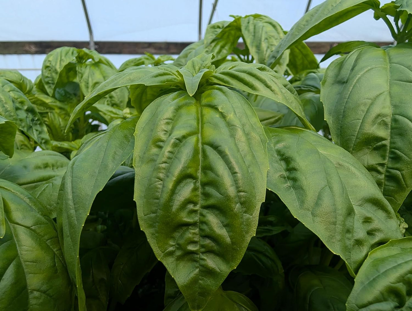 Plant Disease Control Spray – Natural Fungicide with Thyme Oil – Prevents Powdery Mildew, Botrytis, Anthracnose & More – Safe for Indoor/Outdoor Use – Family & Pet Friendly – 16oz