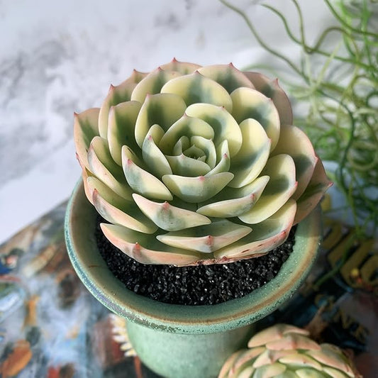 Echeveria Secunda VAR. Glauca Variegated Rare Live Succulent Plants, 2.5" Bare Root Without Pot & Soil, Garden Indoor Office Desk Baby Shower Decoration, Friend Plant Lovers Gifts