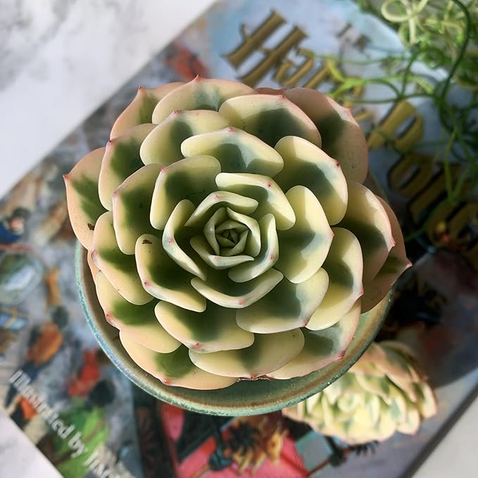 Echeveria Secunda VAR. Glauca Variegated Rare Live Succulent Plants, 2.5" Bare Root Without Pot & Soil, Garden Indoor Office Desk Baby Shower Decoration, Friend Plant Lovers Gifts