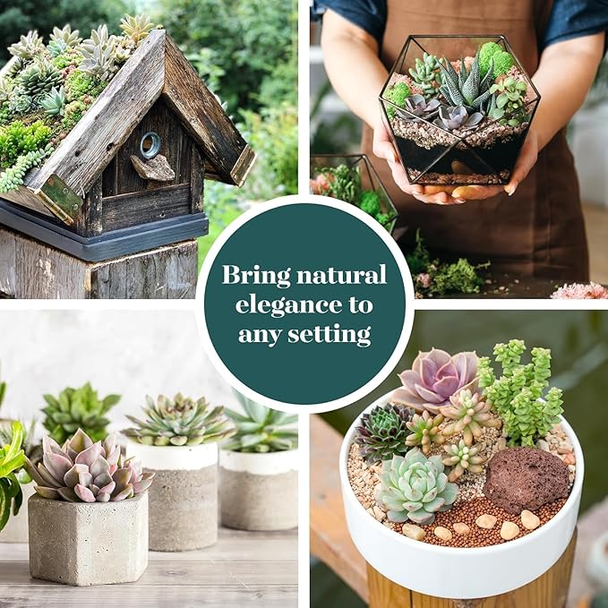 Shop Succulents Unique Succulent Plant Pack Collection - Live Mini Succulent Plants, Low Maintenance, Exceptional Colors & Textures - Wedding and Party Favors, Gift & Garden, Pack of 20