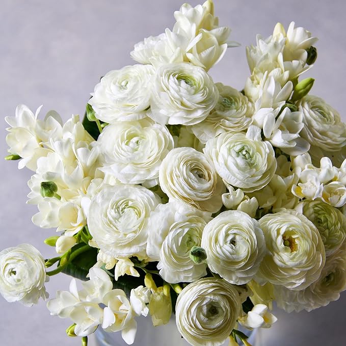 Eden Brothers Ranunculus & Freesia Bulbs - White Mix