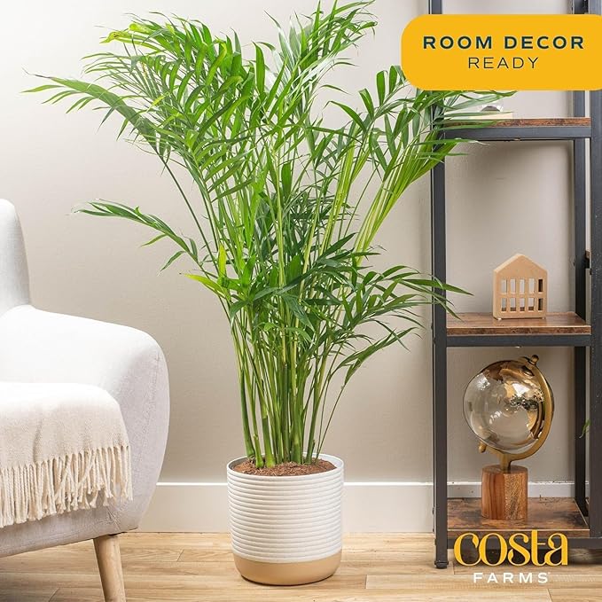 Costa Farms Cat Palm (2-Pack), Live Plants Houseplants in Decor Pots, Real Floor House Plant in Potting Soil, Housewarming Gift for New Home, Living Room, Office, Patio Palm Tree Decor, 3-4 Feet Tall