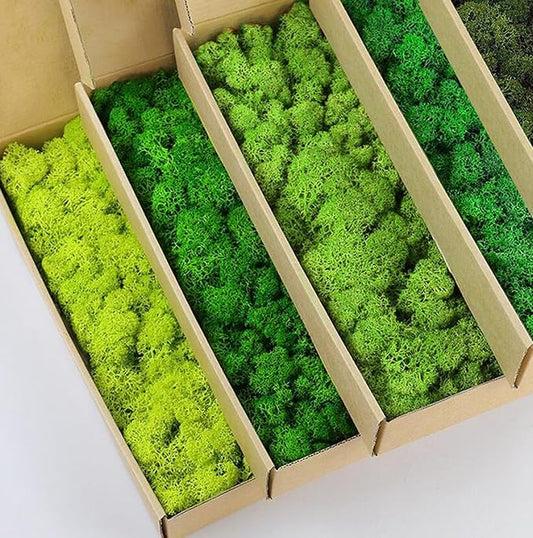 Preserved Reindeer Moss Natural Green DIY Kit Gardenning Art Wall Decor Florist Decor Easter Table Decor Wedding