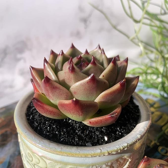 Echeveria Agavoides Blue Dragon Rare Live Succulent Plants, 1 Head 2.5" Bare Root Without Pot & Soil, Garden Indoor Office Desk Baby Shower Decoration, Friend Plant Lovers Gifts