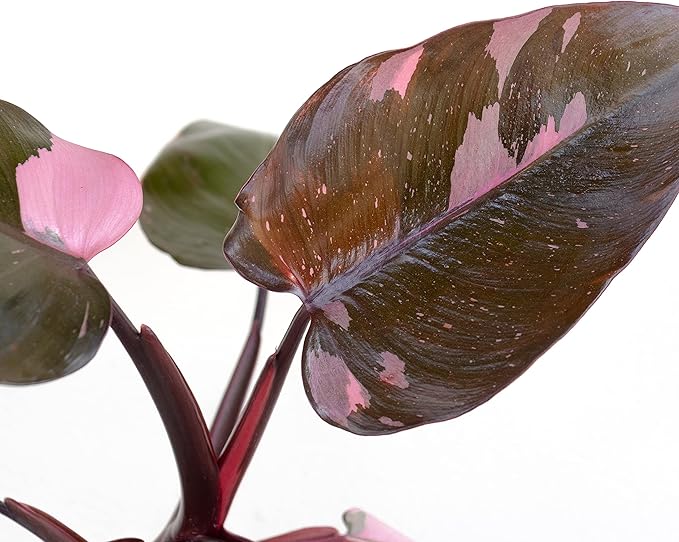 United Nursery Pink Princess Philodendron – Rare Variegated Plant in 6” White Décor Pot – 14–18 Inches Tall – Easy-Care Indoor Houseplant with Blush Pink and Green Leaves for Home or Office Decor