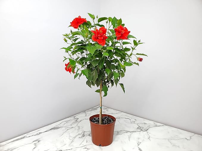 Live Hibiscus Plant - Tropical Flowering Tree - Red Double Flower - Overall Height 38" to 44" - Tropical Plants of Florida (Plant Only)